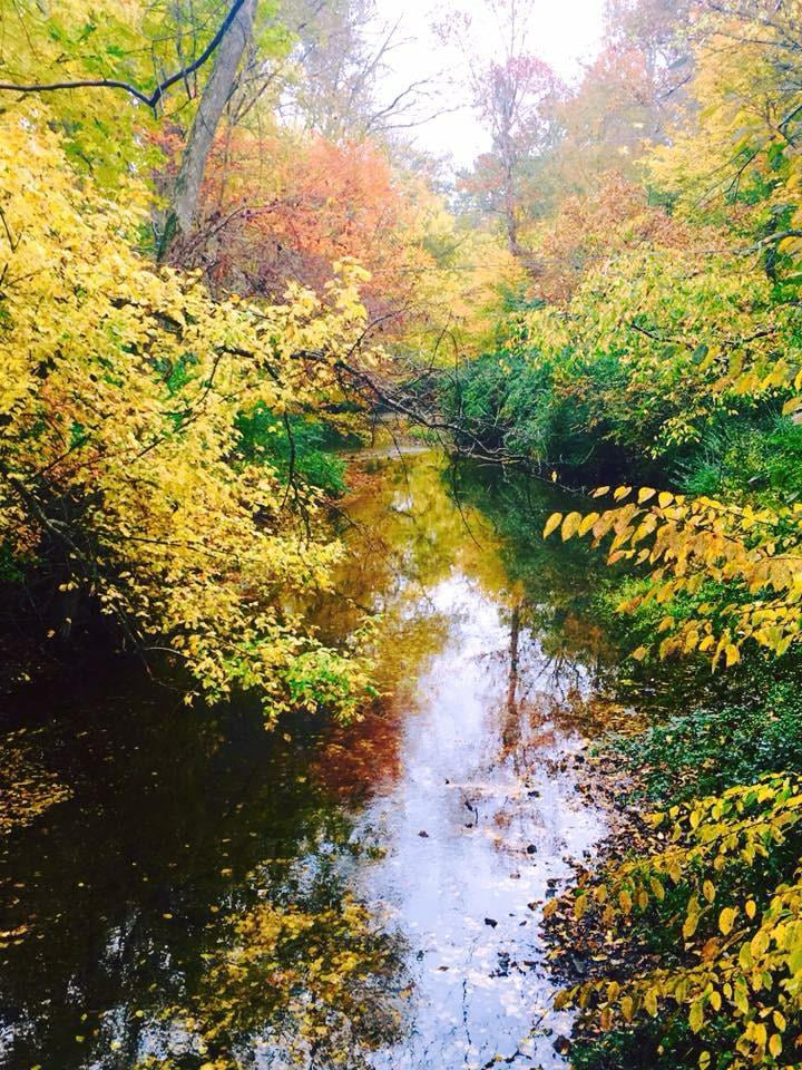 A calm woodland creek with an open view through autumn trees