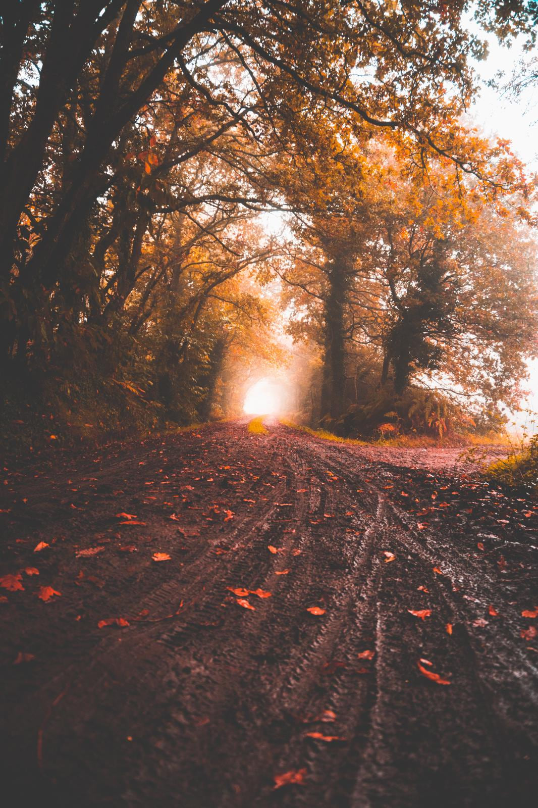 Sunlight crossing a wooded Upper Cumberland road near Center Hill Lake
