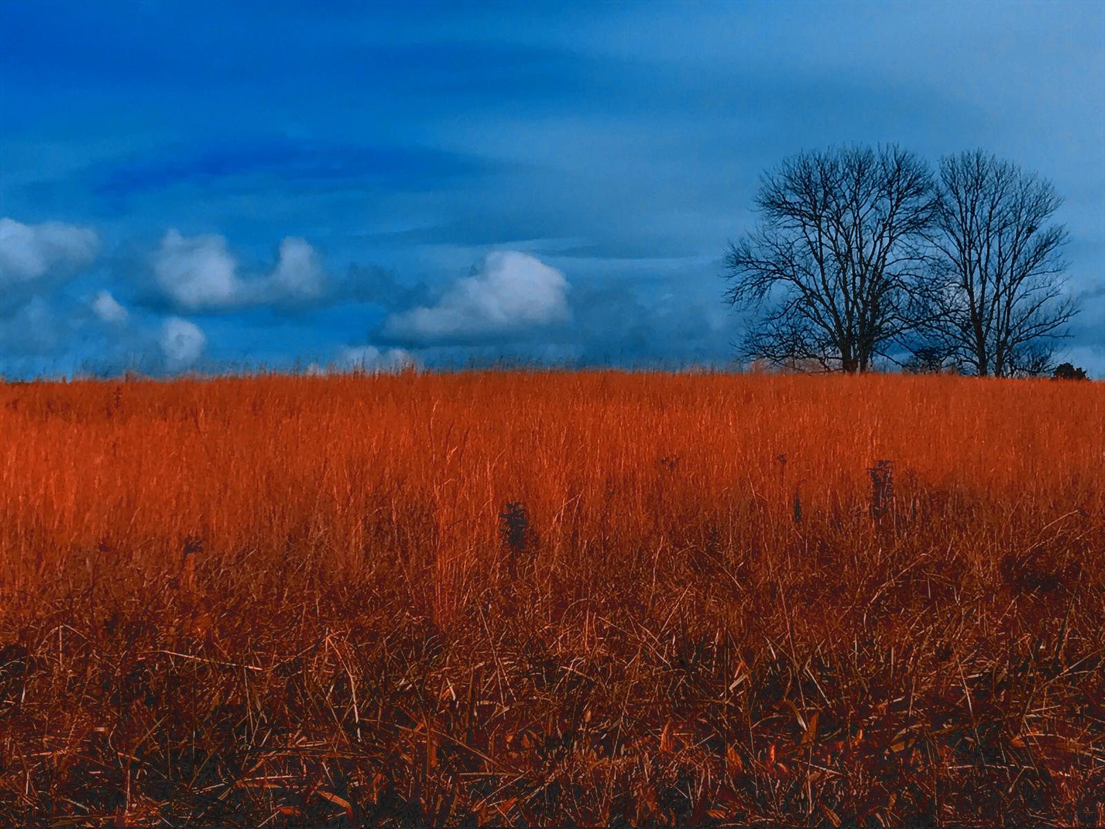 Amber field beneath a broad blue sky