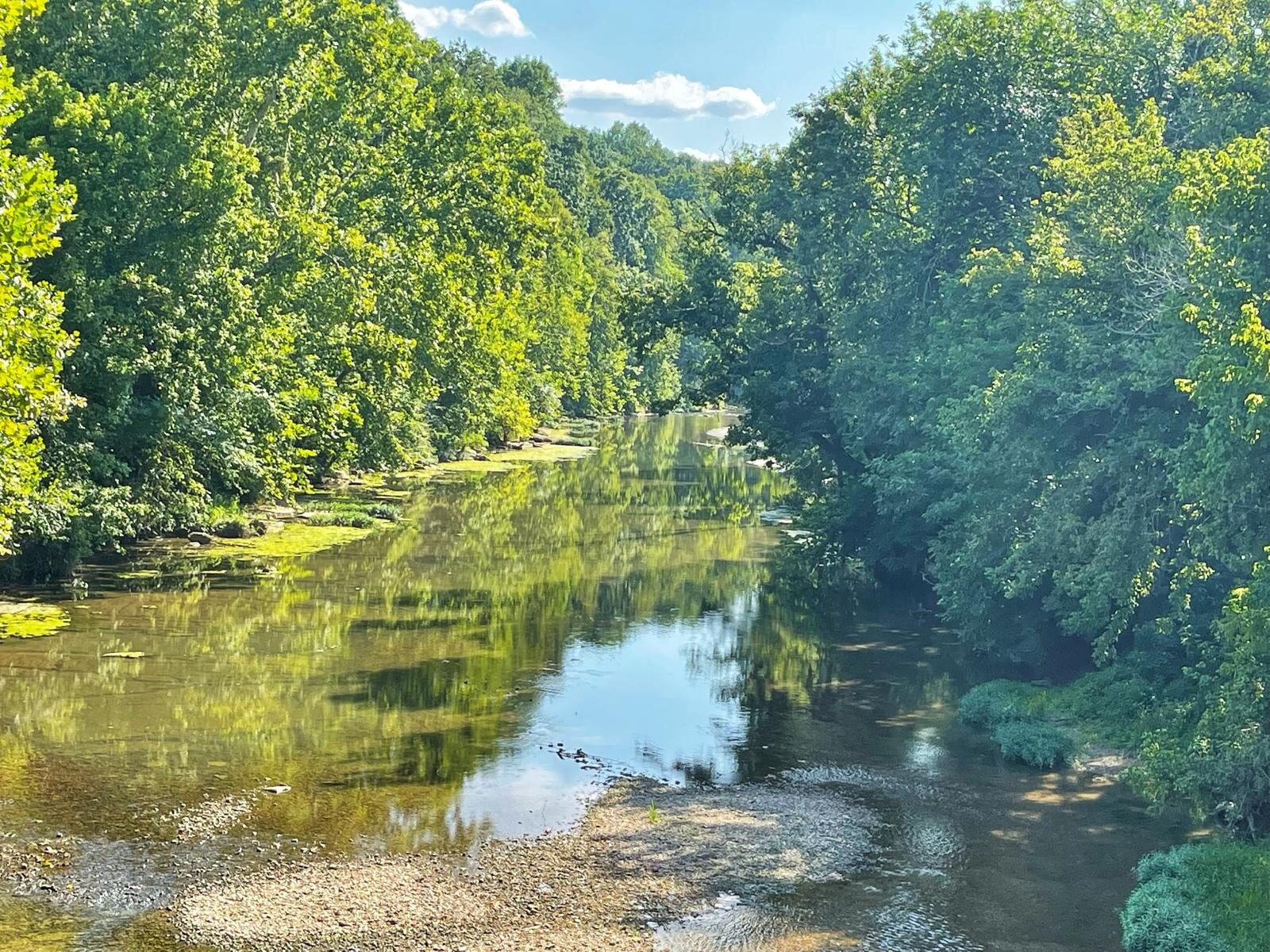 Wooded shoreline meeting green water