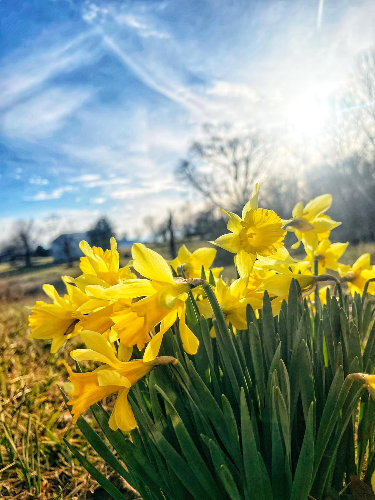Spring daffodils in the Center Hill Lake region