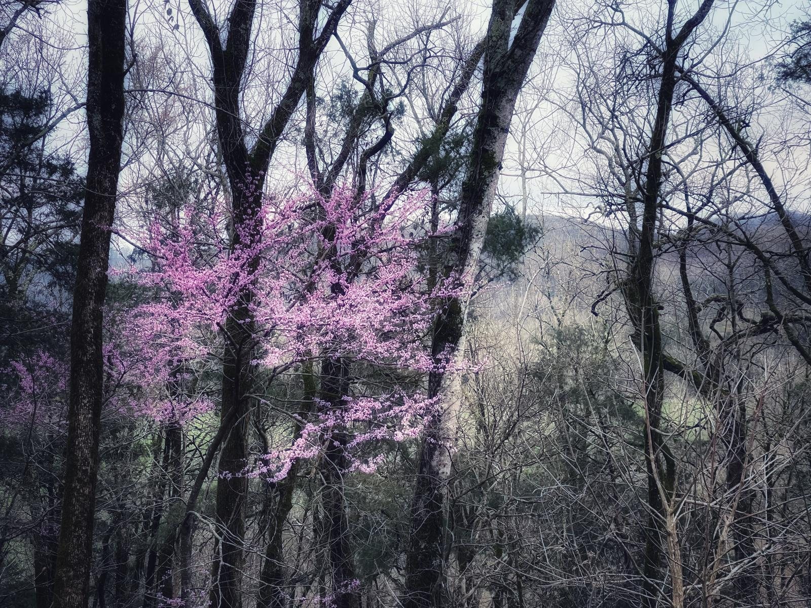 Redbud blossoms among early spring trees